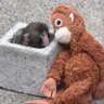 こきんちゃん profil fotoğrafı