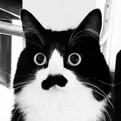 猫教授's profile picture