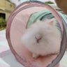 ふわふわうさじに 的头像
