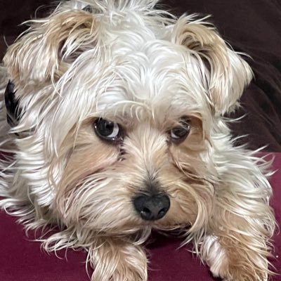Alberto Alatorre's profile picture