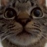 こはさん。's profile picture