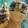 Фото профиля Turtle SP