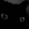 憲法改正猛烈反対ニャンター武将 profil fotoğrafı