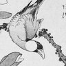 Profilbild von 新・文鳥🐥