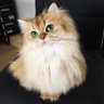 Фото профиля meaw🐈