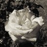 Profilbild von ROSE_GARDEN