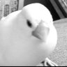 黒文鳥's profile picture