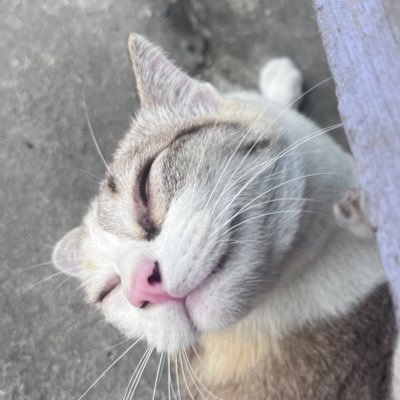 Neomalaaaaa's profile picture