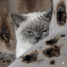 Kwnnnnnnnn (s) profil fotoğrafı