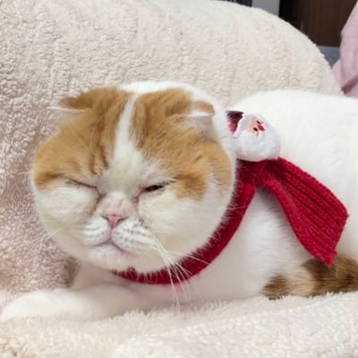 แม่แมว 。𖦹°‧'s profile picture