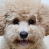 ThinkPet 的头像
