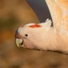 炭鉱の🦜 profil fotoğrafı