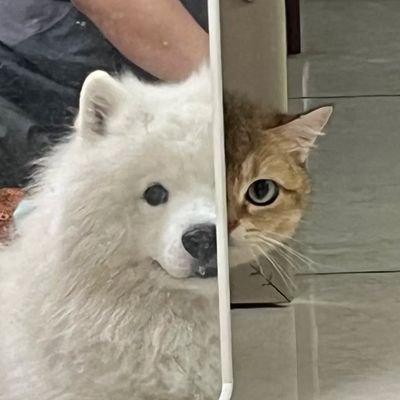ᒍOOᗫ •ㅅ•'s profile picture