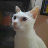 Jean BONNEAU's profile picture