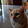 Фото профиля Sreejith