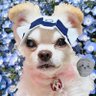 Фото профиля れい&チワワのはっち🐶💕 雑垢 廃人です🫠 失礼がありましたらすみません🙇