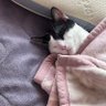 きーちゃん(30) profil fotoğrafı