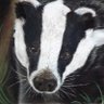 Stats Badger 的头像