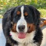 MtnDogMan profil fotoğrafı