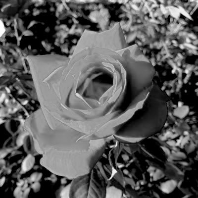 Sophia🌹永遠平和のために☮️🕊️🌏's profile picture