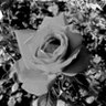 Sophia🌹永遠平和のために🌏🕊️☮️ profil fotoğrafı