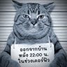 泡 シ末🕊️⛴️🥔🥔🥔 profil fotoğrafı