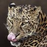 Marathi Meownus's profile picture