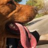 Фото профиля Dog “remigration” Tongue