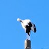 YOSHIHIKO profil fotoğrafı