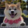 柴犬ハナ🌈︎︎☁☀️'s profile picture