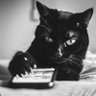 まあくん【黒猫肉球新党】's profile picture