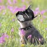Good Boy 😋 profil fotoğrafı