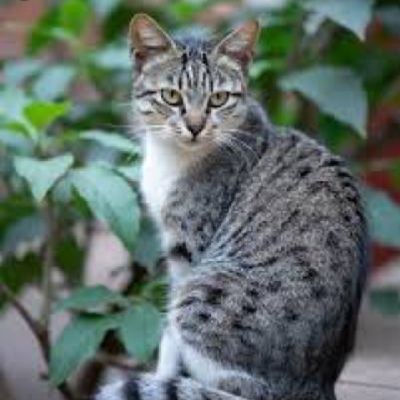 Lovibondangle's profile picture