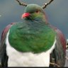 Profilbild von 鸠爱大果kererū