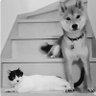 保護犬猫ラブ&ピース🎙️ profil fotoğrafı