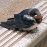 サザナ/ヒビイリ's profile picture