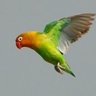starmoon's profile picture