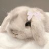 ꒰ คุณเจสลิน ꒱💭🐰's profile picture