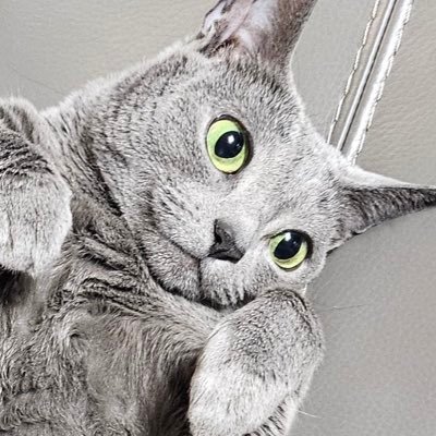 미뇽's profile picture