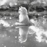 しろ‎ねこ profil fotoğrafı