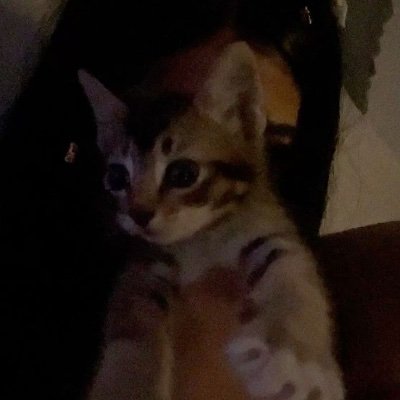 Lisa's profile picture