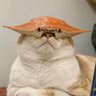 ชอบเซ็กโฟน's profile picture