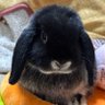 うめいはなまるん🐶🐶🦜🦔🐰 profil fotoğrafı