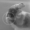 すもも profil fotoğrafı