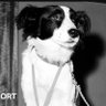 Profilbild von Pickles World Cup Dog