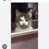 Polet ♥️🇨🇱♀️🐶🐈🐾 profil fotoğrafı