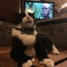 Klubberz Freikatze von Hatzenbühl's profile picture