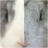 ミニうさぎ🌈モコ&二代目兎⭐️プク's profile picture