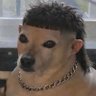 Profilbild von Nolen Cacorro