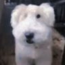 Señor Perrito 的头像